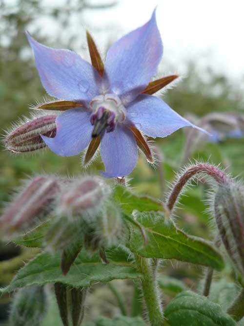 Fleur de bourrache