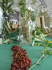 Fte des jardins et vergers d'automne